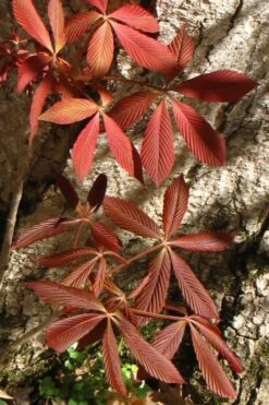Painted Buckeye (Aesculus Sylvatica) - 1 Gallon Pot -Cheap Plants Store Buckeye Painted 3