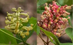 Painted Buckeye (Aesculus Sylvatica) - 1 Gallon Pot -Cheap Plants Store Buckeye Painted 4