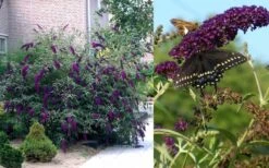Black Knight Butterfly Bush - 3 Gallon Pot -Cheap Plants Store Butterfly Bush Black Knight 2