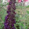 Black Knight Butterfly Bush - 3 Gallon Pot -Cheap Plants Store Butterfly Bush Black Knight 500x750 1