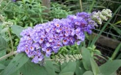 Lo & Behold Blue Chip Dwarf Butterfly Bush - 1 Gallon Pot -Cheap Plants Store Butterfly Bush Blue Chip 1