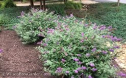 Lo & Behold Blue Chip Dwarf Butterfly Bush - 1 Gallon Pot -Cheap Plants Store Butterfly Bush Blue Chip 50 1