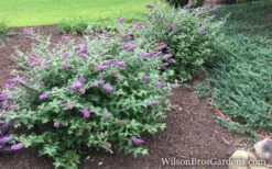 Lo & Behold Blue Chip Dwarf Butterfly Bush - 1 Gallon Pot -Cheap Plants Store Butterfly Bush Blue Chip Buddleia wb 1