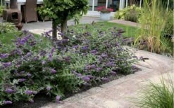 Lo & Behold Blue Chip Dwarf Butterfly Bush - 3 Gallon Pot -Cheap Plants Store Butterfly Bush Blue Chip Massed 2