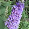 Lo & Behold Blue Chip Dwarf Butterfly Bush - 1 Gallon Pot -Cheap Plants Store Butterfly Bush Blue Chip Rev 500x750 2