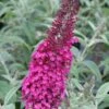 Cranrazz Butterfly Bush - 1 Gallon Pot -Cheap Plants Store Butterfly Bush Cranrazz 500x750 1