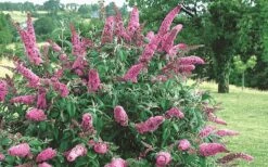 Pink Delight Butterfly Bush - 1 Gallon Pot -Cheap Plants Store Butterfly Bush Pink Delight Flower 2