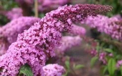Pink Delight Butterfly Bush - 1 Gallon Pot -Cheap Plants Store Butterfly Bush Pink Delight Flower