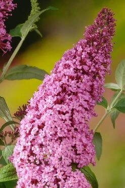 Pink Delight Butterfly Bush - 1 Gallon Pot -Cheap Plants Store Butterfly Bush Pink Delight Rev 500x750 1