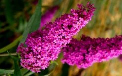 Royal Red Butterfly Bush - Buddleia - 3 Gallon Pot -Cheap Plants Store Butterfly Bush Royal Red