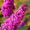 Royal Red Butterfly Bush - Buddleia - 3 Gallon Pot -Cheap Plants Store Butterfly Bush Royal Red 500x750 1