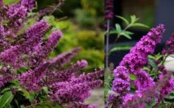 Buddleia Flutterby Petite Tutti Fruitti Dwarf Butterfly Bush - 1 Gallon Pot -Cheap Plants Store Butterfly Bush Tutti Fruitti