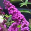 Buddleia Flutterby Petite Tutti Fruitti Dwarf Butterfly Bush - 1 Gallon Pot -Cheap Plants Store Butterfly Bush Tutti Frutti 500x750 1