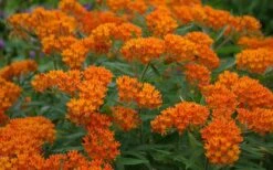 Orange Butterfly Milkweed (Asclepias Tuberosa) - 2.5 Quart Pot -Cheap Plants Store Butterfly Weed 10 1