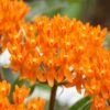 Orange Butterfly Milkweed - Asclepias Tuberosa - 1 Gallon Pot -Cheap Plants Store Butterfly Weed 11