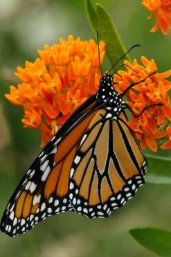 Orange Butterfly Milkweed (Asclepias Tuberosa) - 2.5 Quart Pot -Cheap Plants Store Butterfly Weed 12 1