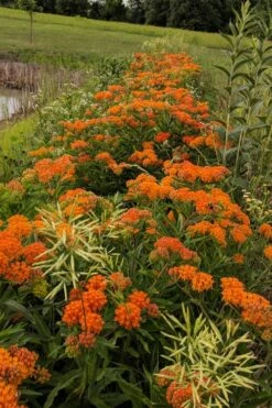 Orange Butterfly Milkweed (Asclepias Tuberosa) - 2.5 Quart Pot -Cheap Plants Store Butterfly Weed 13 1