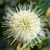 Sugar Shack Fragrant Dwarf Buttonbush - Cephalanthus Occidentalis - 1 Gallon Pot -Cheap Plants Store Buttonbush Sugar Shack 2 2