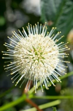 Sugar Shack Fragrant Dwarf Buttonbush - Cephalanthus Occidentalis - 3 Gallon Pot
