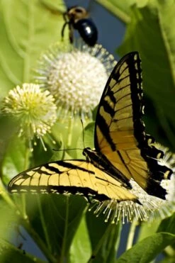 Sugar Shack Fragrant Dwarf Buttonbush - Cephalanthus Occidentalis - 3 Gallon Pot -Cheap Plants Store Buttonbush Sugar Shack 3