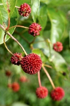 Sugar Shack Fragrant Dwarf Buttonbush - Cephalanthus Occidentalis - 3 Gallon Pot -Cheap Plants Store Buttonbush Sugar Shack 6
