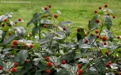 Sugar Shack Fragrant Dwarf Buttonbush - Cephalanthus Occidentalis - 1 Gallon Pot -Cheap Plants Store Buttonbush Sugar Shack 7 1