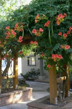 Madame Galen Trumpet Vine (Campsis) - 1 Gallon Pot -Cheap Plants Store Campsis Madame Galen 14 1