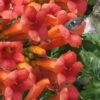 Madame Galen Trumpet Vine (Campsis) - 1 Gallon Pot -Cheap Plants Store Campsis Madame Galen 16 1