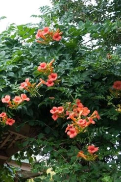 Madame Galen Trumpet Vine - 2 Pack Of Quart Pots -Cheap Plants Store Campsis Madame Galen 500x750 1
