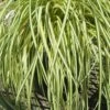 Evergold Japanese Sedge (Carex Hachijoensis) - 10 Pack Of Quart Pots