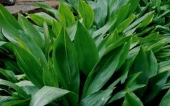 Cast Iron Plant - 2 Gallon Pot 12 Cast Iron Plant - 2 Gallon Pot -Cheap Plants Store Cast Iron Plant 1