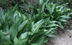 Cast Iron Plant - 1 Gallon Pot -Cheap Plants Store Cast Iron Plant 3 1