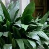 Cast Iron Plant - 2 Gallon Pot 1 Cast Iron Plant - 2 Gallon Pot -Cheap Plants Store Cast Iron Plant 500x750 1