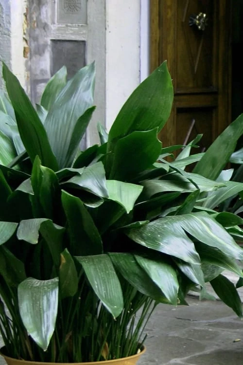 Cast Iron Plant - 2 Gallon Pot 3 Cast Iron Plant - 2 Gallon Pot