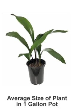 Cast Iron Plant - 1 Gallon Pot -Cheap Plants Store Cast iron Plant 20 1