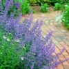 Walker's Low Catmint (Nepeta X Faassenii) - 1 Gallon Pot -Cheap Plants Store Catmint Walkers Low 3 2