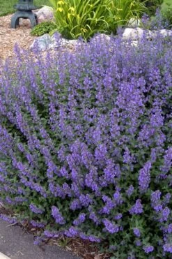 Walker's Low Catmint (Nepeta X Faassenii) - 6 Pack Of 1 Gallon Pots -Cheap Plants Store Catmint Walkers Low 4