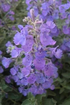 Walker's Low Catmint (Nepeta X Faassenii) - 1 Gallon Pot -Cheap Plants Store Catmint Walkers Low 5 2