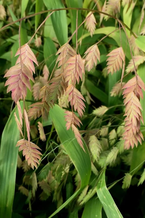 Upland Sea Oats (Chasmanthium Latifolium) - 2 Pack Of 1 Gallon Pots 10 Upland Sea Oats (Chasmanthium Latifolium) - 2 Pack Of 1 Gallon Pots - Image 8