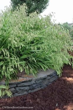 Upland Sea Oats (Chasmanthium Latifolium) - 2 Pack Of 1 Gallon Pots 15 Upland Sea Oats (Chasmanthium Latifolium) - 2 Pack Of 1 Gallon Pots -Cheap Plants Store Chasmanthium Latifolium 6