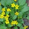 Chrysogonum Green And Gold (Goldenstar) - 5 Pack Of Pint Pots -Cheap Plants Store Chrysogonum virginianum Green And Gold 3