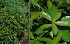 Bigfoot Cleyera Japonica - 3 Gallon Pot 10 Bigfoot Cleyera Japonica - 3 Gallon Pot -Cheap Plants Store Cleyera Bigfoot