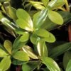 Bigfoot Cleyera Japonica - 3 Gallon Pot -Cheap Plants Store Cleyera Bigfoot 500x750 1