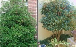 Bigfoot Cleyera Japonica - 3 Gallon Pot 11 Bigfoot Cleyera Japonica - 3 Gallon Pot -Cheap Plants Store Cleyera Bigfoot Tree