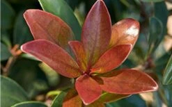 Bronze Beauty Cleyera - 3 Gallon Pot 10 Bronze Beauty Cleyera - 3 Gallon Pot -Cheap Plants Store Cleyera Bronze Beauty 2