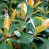 Japanese Cleyera (Ternstroemia Gymnanthera) - 3 Gallon Pot -Cheap Plants Store Cleyera Japonica 500x750 1