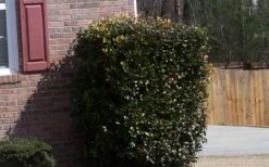 Japanese Cleyera (Ternstroemia Gymnanthera) - 3 Gallon Pot -Cheap Plants Store Cleyera Japonica Japanese 1