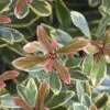 Juliet Cleyera Japonica - 2 Gallon Pot -Cheap Plants Store Cleyera Juliet 1