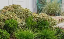 Juliet Cleyera Japonica - 2 Gallon Pot -Cheap Plants Store Cleyera Juliet 2