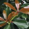LeAnn Cleyera Japonica - 3 Gallon Pot -Cheap Plants Store Cleyera Leann BS